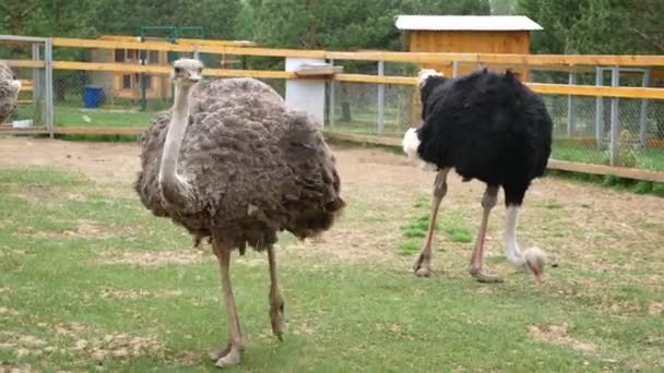 オストリッチ ダチョウは ペンに沿ってカメラに向かって走り 羽を明らかにします — ストック動画