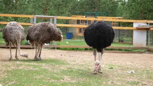 Struisvogelpen Drie Struisvogels Eten Gras Paddock — Stockvideo