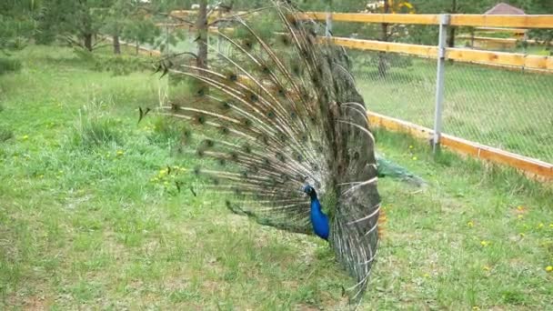 Peacock Its Tail Peacock Its Tail Spread Out Demonstrates Its — Stock Video