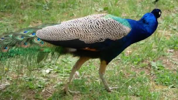 Le paon et sa queue. Le paon traverse la pelouse puis étend sa queue multicolore.