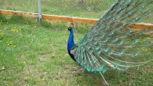 Peacock Och Dess Svans Påfågeln Viker Sin Svans Och Går — Stockvideo