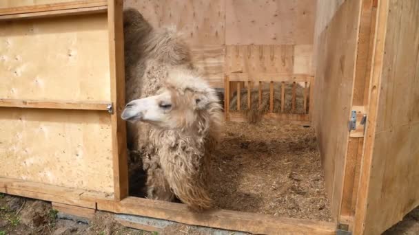 Amel Zit Pen Rust Een Kameel Met Twee Bulten Mooi — Stockvideo