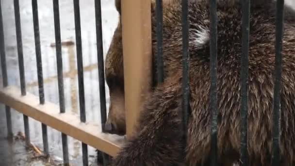 熊は檻の中に閉じ込められている 野生動物の自由を奪う クマは彼女の足で食べ物を拾うしようとしますが ケージのためにすることはできません 動物園の悪い面 — ストック動画