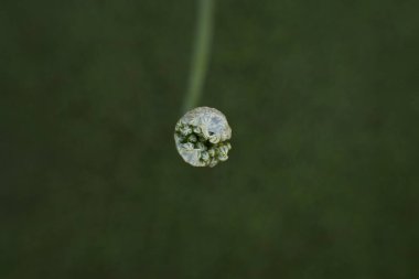 Yeşil soğan yetiştiriyorlar. Üst Manzara. Yeşil soğan yarı açık infloresans (meyve, kutu).