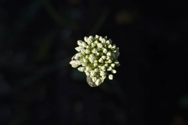 Cebolas Verdes Flor Vista Superior Inflorescência Aberta Fruto Caixa Cebolas — Fotografia de Stock