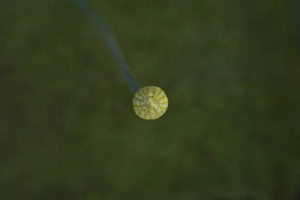 Yeşil soğan yetiştiriyorlar. Üst Manzara. Yeşil soğan kapalı infloresans (meyve, kutu).