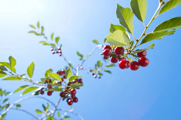 Gökyüzüne karşı kiraz. Güneşli ve bulutsuz havada kirazlı dallar..