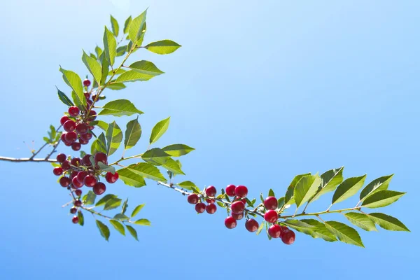 Gökyüzüne karşı kiraz. Güneşli ve bulutsuz havada kirazlı dallar..
