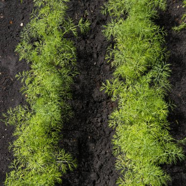 Açık arazide dereotu yetiştirmek. İki sıra dereotu. Üst görünüm.