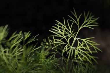 Dereotu yetiştiriyorum. Bir dereotu dalına yakın çekim.