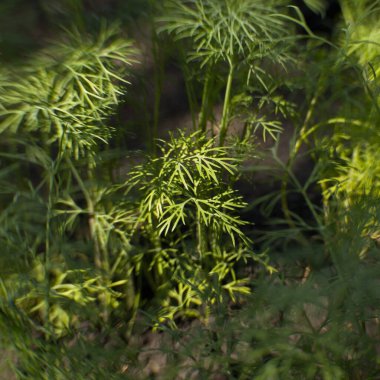 Dereotu yetiştiriyorum. Bir dereotu dalına yakın çekim.