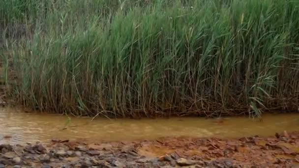 Milieuvervuiling Water Bos Zijn Vervuild Met Schadelijke Emissies Van Fabriek — Stockvideo