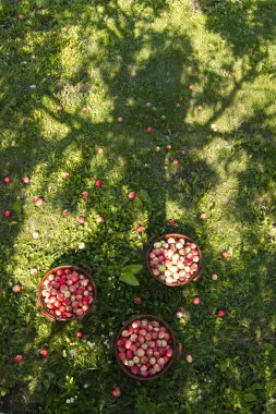 Çimlerin üzerinde elmalar. Çimlerin üzerinde elmalı sepetler var. Üst görünüm.