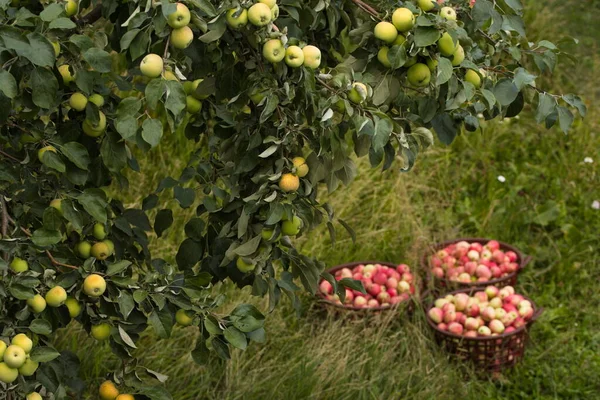 Elma yetiştiriyorum. Ağaç dalında elmalar. Arka planda elmalı üç sepet var..