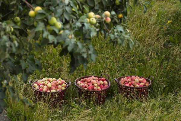 Manzanas Hierba Cestas Manzana Están Hierba Bajo Árbol — Foto de Stock