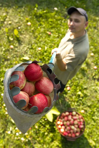 Apple harvesting. A farmer is holding a picker filled with apples. Top view.