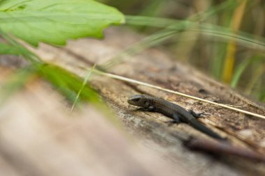 Eski bir sörf tahtasında kertenkele. Yakın plan. Çimenlerdeki kuru bir ağaçtaki kahverengi kertenkele..