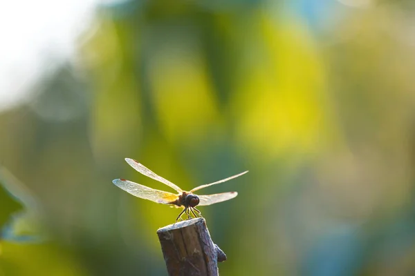 A dragonfly on a stick. Close-up. The dragonfly is on the tip of the stick. The background is blurred.