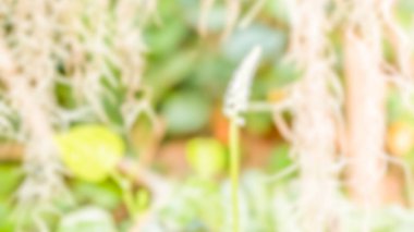 Çiçek - çiçek güneşli bir günde bir ormandaki bulanık görüntü bulanık. Metin için arka plan-soyut, grafik tasarım ücretsiz yer.