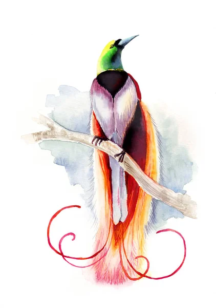 Bird of paradise piękna akwarela — Zdjęcie stockowe