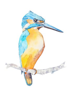 kuş arası kingfisher suluboya