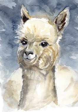 Lama alpaka suluboya