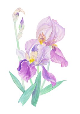 Irises suluboya buketi