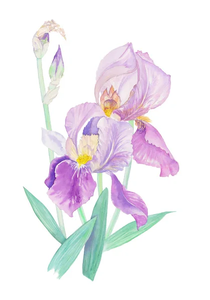 Bouquet aquarelle Iris — Photo