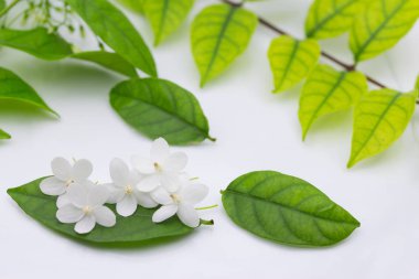 Little white flower (Wild Water Plum) and green leaves on white background clipart