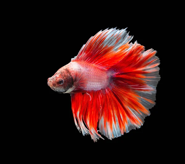 An kırmızı taşıma ve yarım ay Siyam mücadele balık beyaz, 