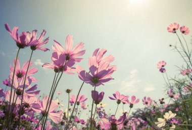 Bahçede çiçek açan kozmos çiçekleri
