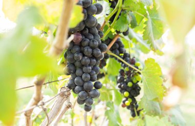 Kırsal kesimde olgun üzüm ile bağ