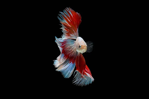Bewegender Moment Des Rot Weißen Halbmond Siamesischen Kampffisches — Stockfoto