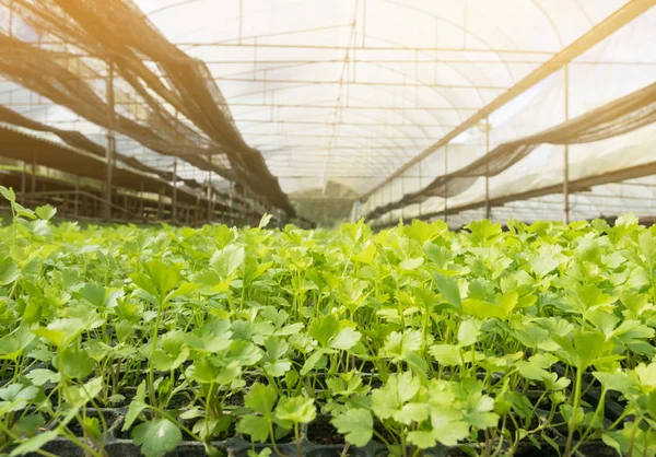 Taze kereviz sebze organik çiftlik tarımı.