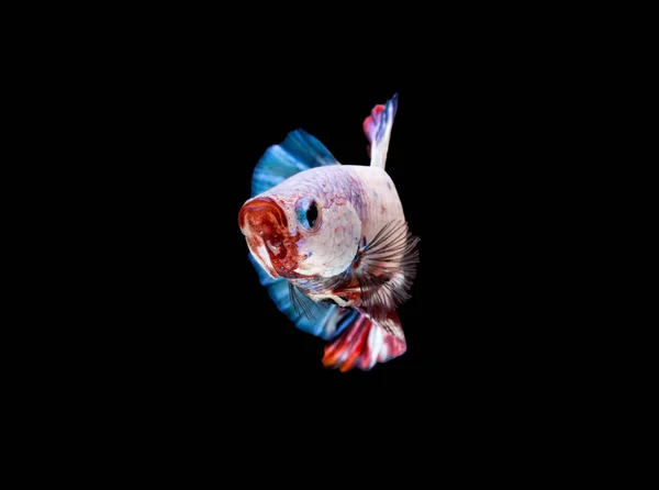 Fancy Betta Siamese Fighting Fish Betta Splendens Fancy Betta Siamese — стоковое фото