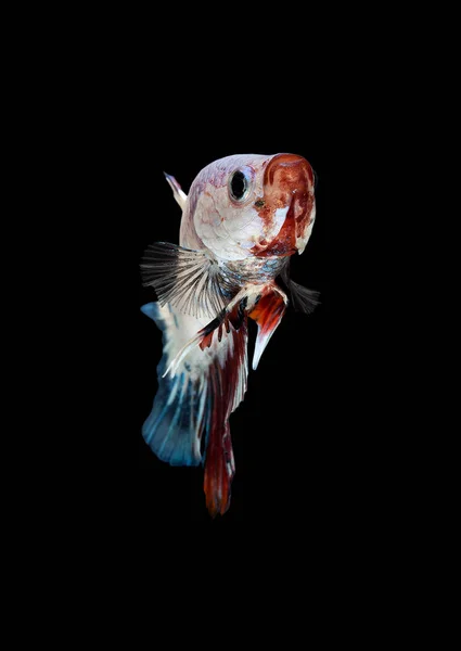 Fancy Betta Siamese Pesce Combattente Betta Splendens Plakat Thai — Foto Stock