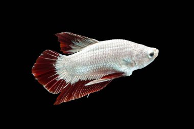 Kırmızı ve beyaz Siyam mücadele balık Betta sple hareketli anı