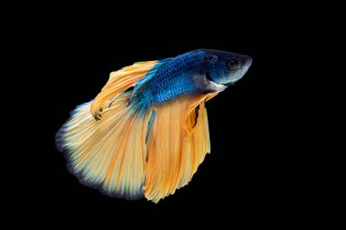 Mavi Moment taşıma ve yarım ay Siyam mücadele balık sarı