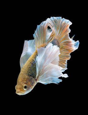 Siyam mücadele balık, Betta splendens (Plakat hareketli anı 