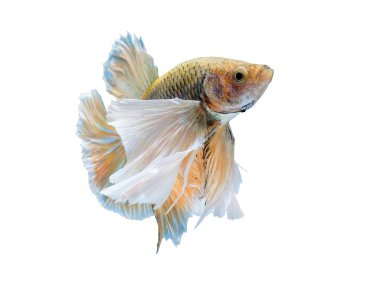 Siyam mücadele balık, Betta splendens (Plakat hareketli anı 