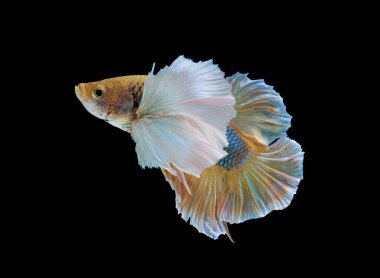 Siyam mücadele balık, Betta splendens (Plakat hareketli anı 