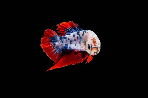 Bewegender Moment Siamesischer Kampffische Betta Splendens Plakat — Stockfoto