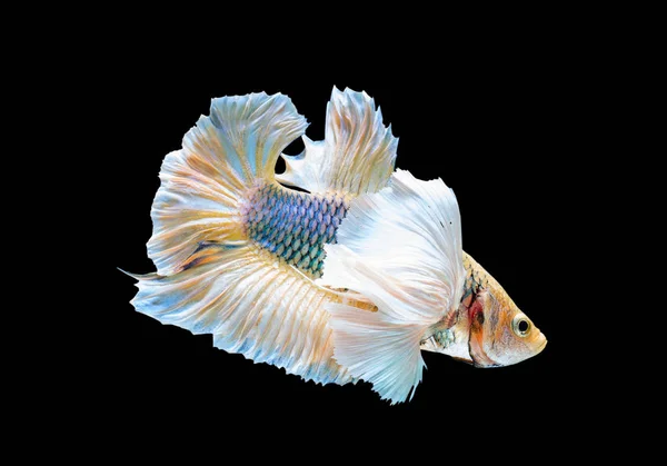 Momento Commovente Lotta Siamese Pesce Betta Splendens Plakat — Foto Stock