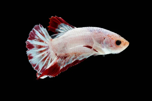 Bewegender Moment Siamesischer Kampffische Betta Splendens Plakat — Stockfoto