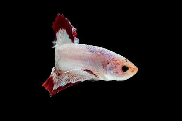 Momento Conmovedor Peces Siameses Lucha Betta Splendens Plakat —  Fotos de Stock