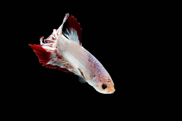 Momento Commovente Lotta Siamese Pesce Betta Splendens Plakat — Foto Stock