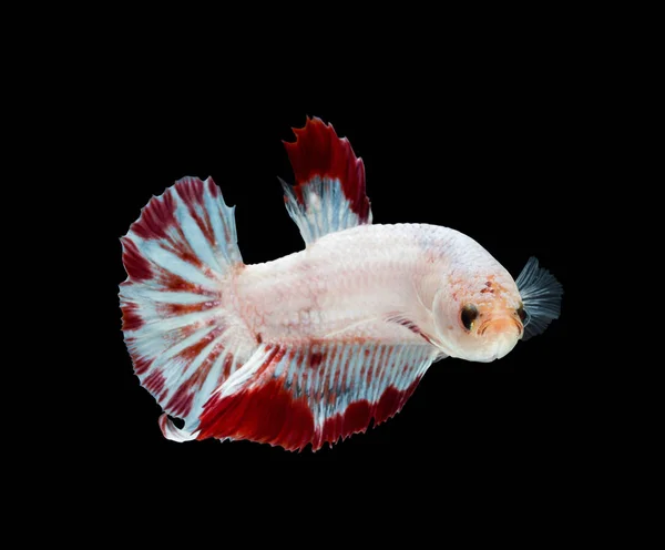 Momento Comovente Peixes Combate Siameses Betta Splendens Plakat — Fotografia de Stock