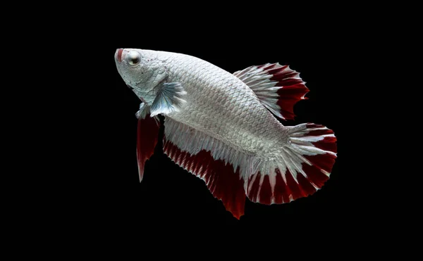 Bewegender Moment Siamesischer Kampffische Betta Splendens Plakat — Stockfoto