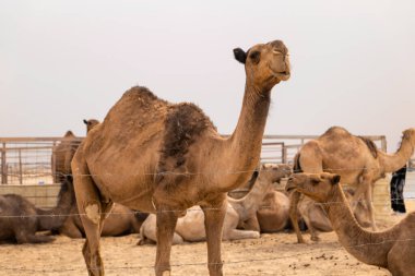 Suudi Arabistan Çöl Çiftliği 'nde deve yakın çekimi. Suudi Arabistan 'daki bir çöl hayvan çiftliğinde duran dromedary devenin yakın çekimi. Deve desenli kürk ve sakin ifade vurgulandı