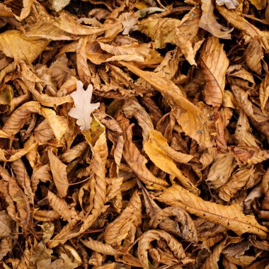 Doğal doku düşmüş kestane sonbahar yaprakları.